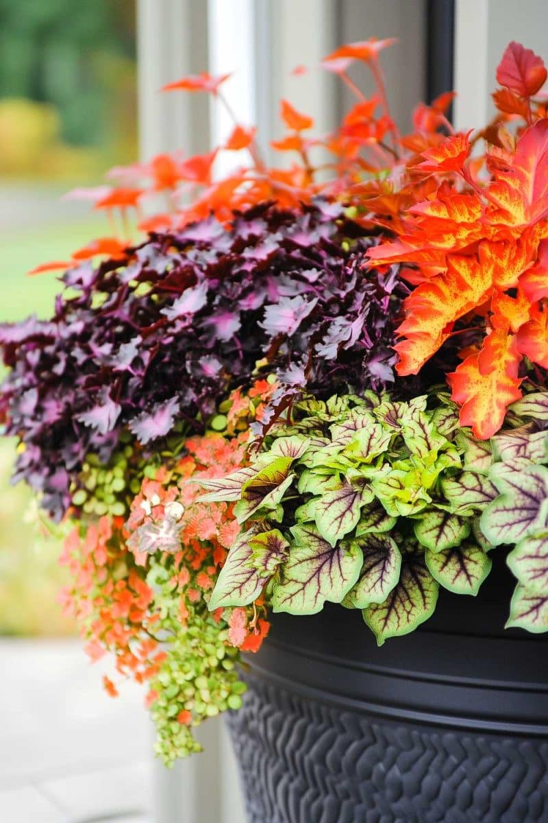 50+ Fall Planters Outdoor Arrangements Where Mums Meet Pumpkins ...