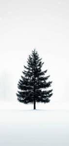 Imagine a lone pine tree playing peekaboo in a foggy haze, practically begging for flannel and a cozy novel. Cozy minimalist vibes anyone?
