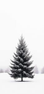 Meet your new winter decor inspo: The lone evergreen, rocking a snowy coat and mastering minimalism in a foggy wonderland. Who needs color, right?