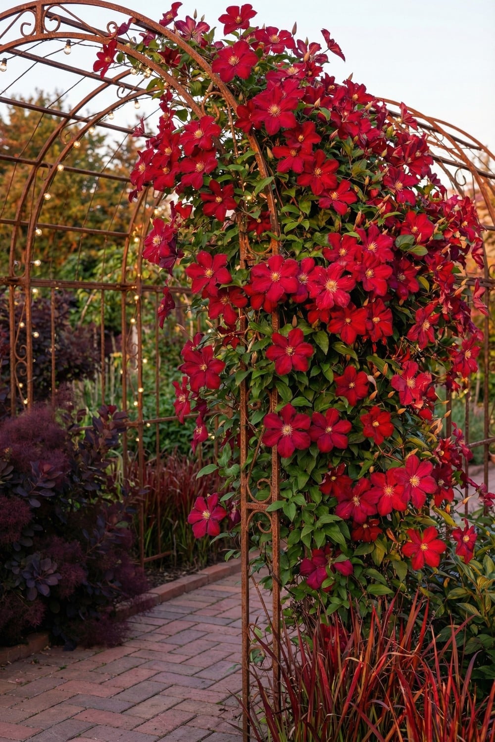Red clematis trellis with warm string lights