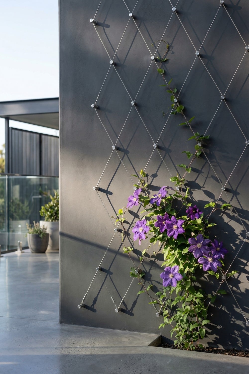 Minimalist wire clematis trellis on charcoal wall